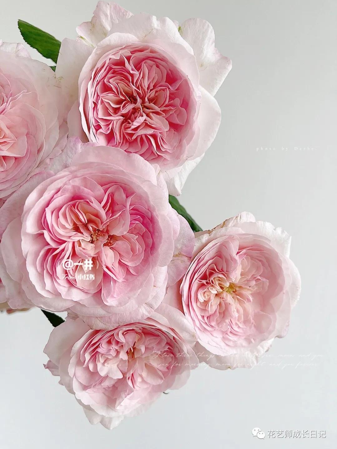 五号香水玫瑰花,100朵粉色玫瑰