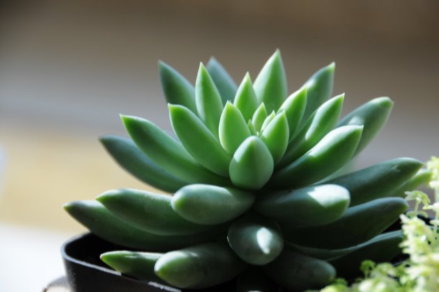 千佛手烂叶子怎么办,千佛手长了白霉怎么办