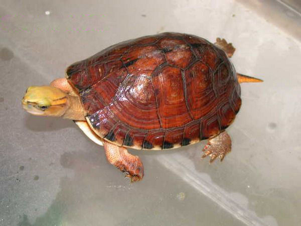 水陆两栖龟选什么龟,水陆两栖龟陆龟怎么区别