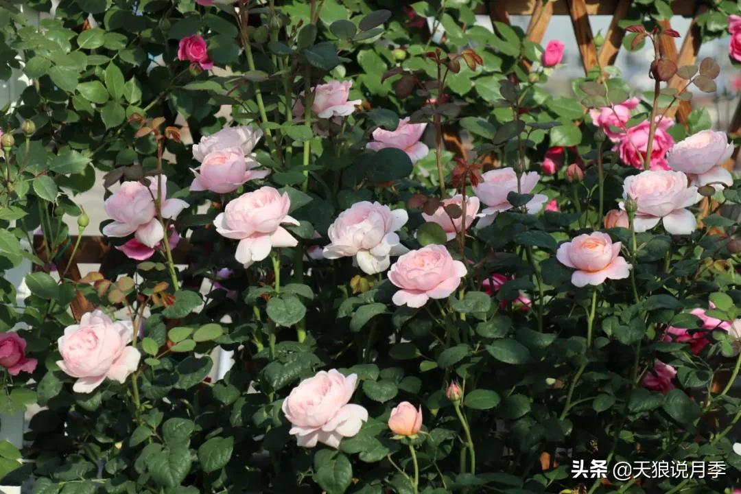 花友家的春花都开爆爆爆了，快来云赏花！（上）