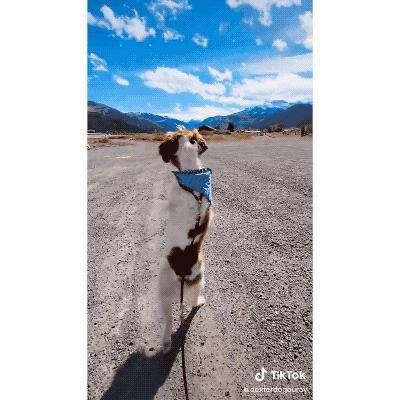 狗狗腿部受伤一瘸一拐,狗狗后腿被截肢了怎么生存