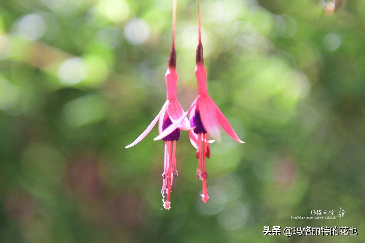 园丁金挂有排期吗,吊钟海棠怎么养护