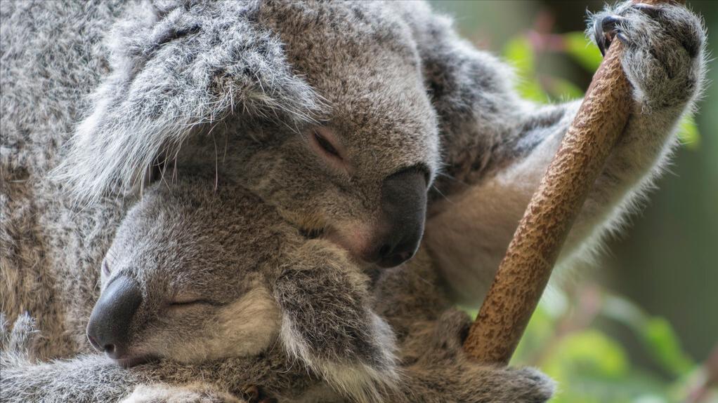 广州长隆有什么野生动物世界,长隆香江酒店长隆野生动物世界店