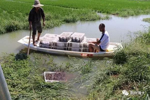 小龙虾虾苗养殖技术,小龙虾养殖怎么放苗