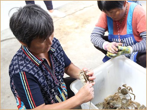 给阳澄湖大闸蟹“贴牌”的神秘小镇，夏天养螃蟹，冬天戴金链买房