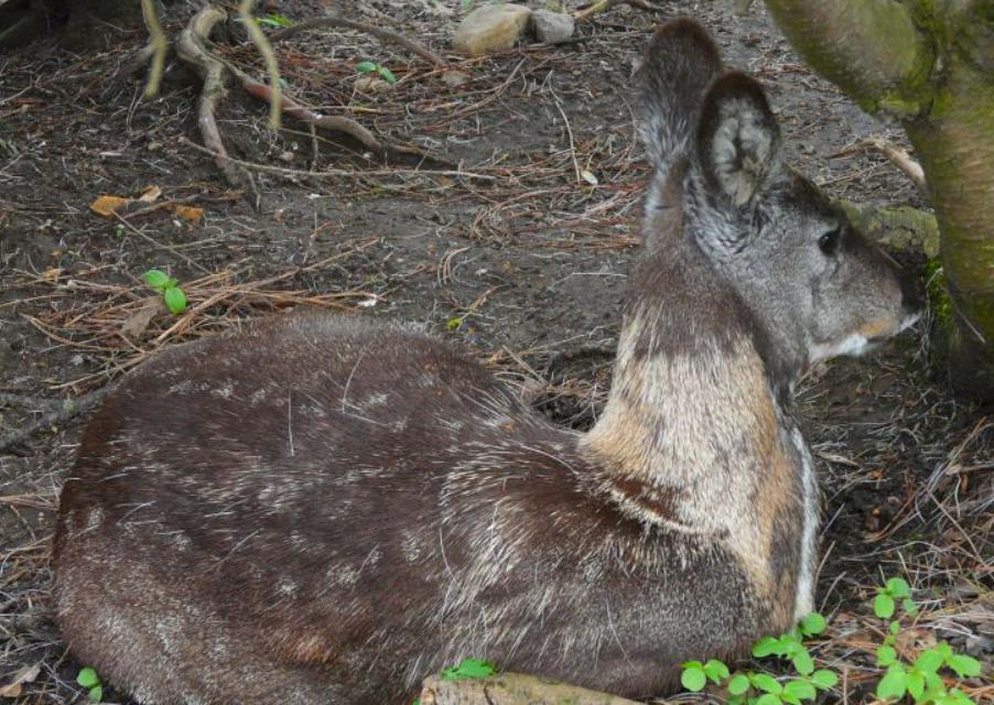 2019年黑龙江有多少种珍稀动物,黑龙江省国家一级保护动物名录