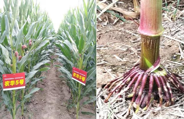 抗性好容重高的玉米种,抗逆性强的玉米种