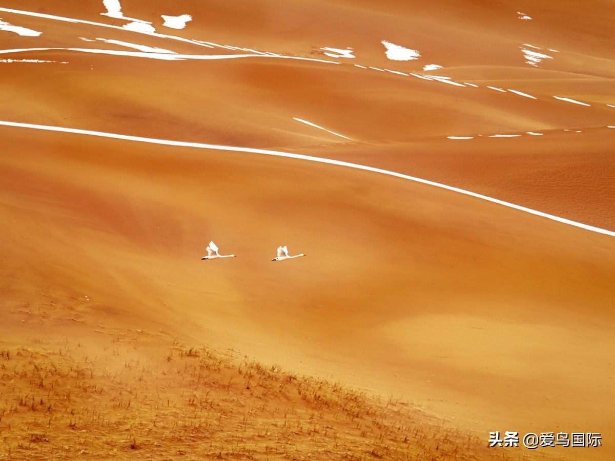 2020观鸟大年,观鸟大年完整版