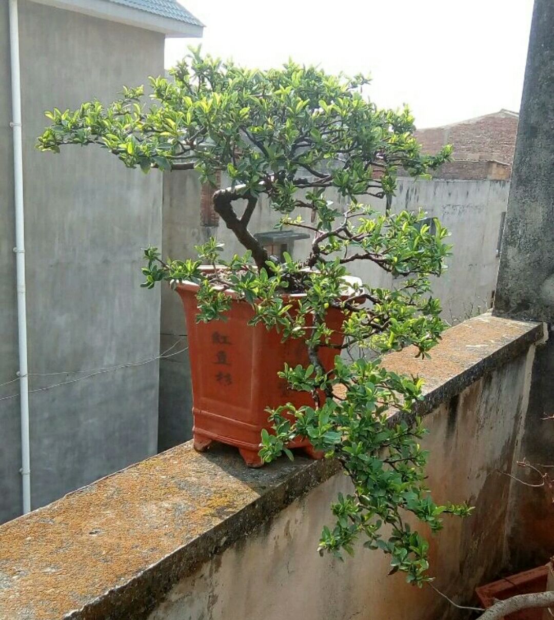 火棘盆景换盆的最佳时间,火棘盆景十一月移栽能成活吗