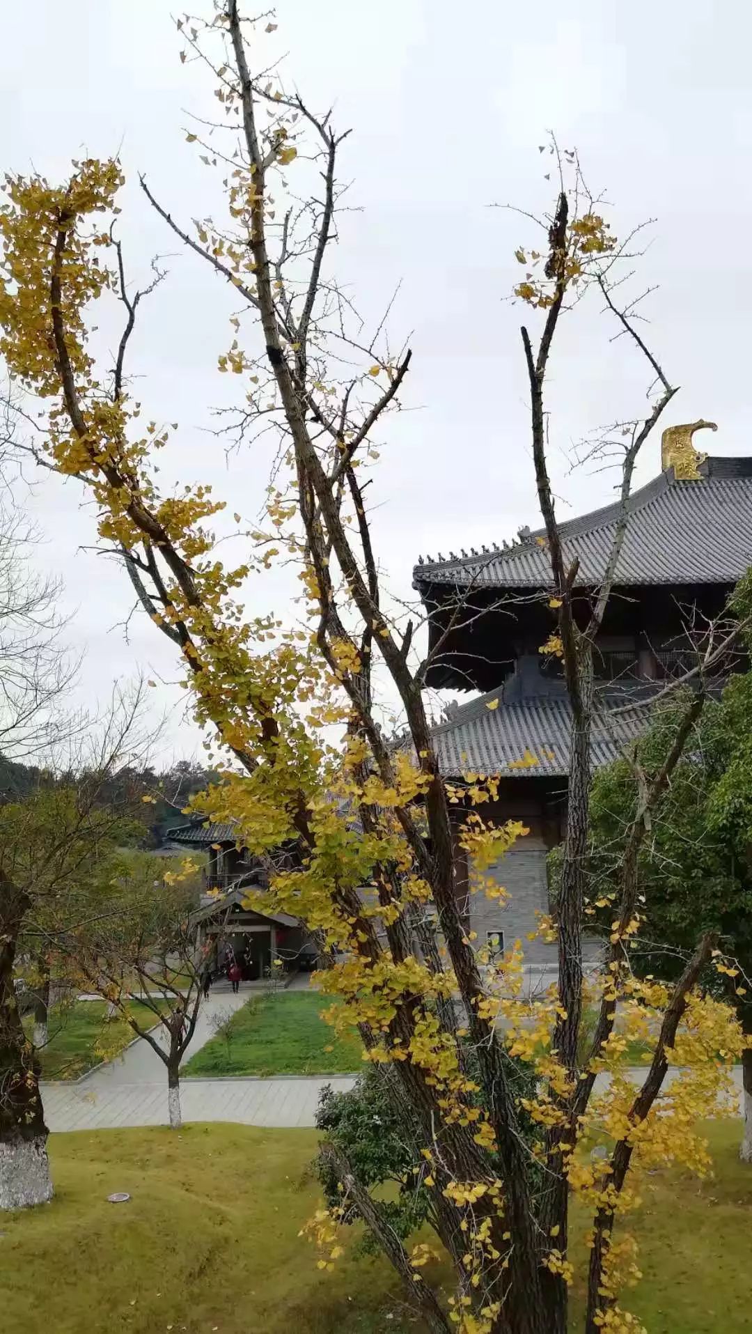 人的烦恼树也有!雪窦寺千年银杏夫妻树患上“脱发症”!专家会诊,CT、微创、整形全上了