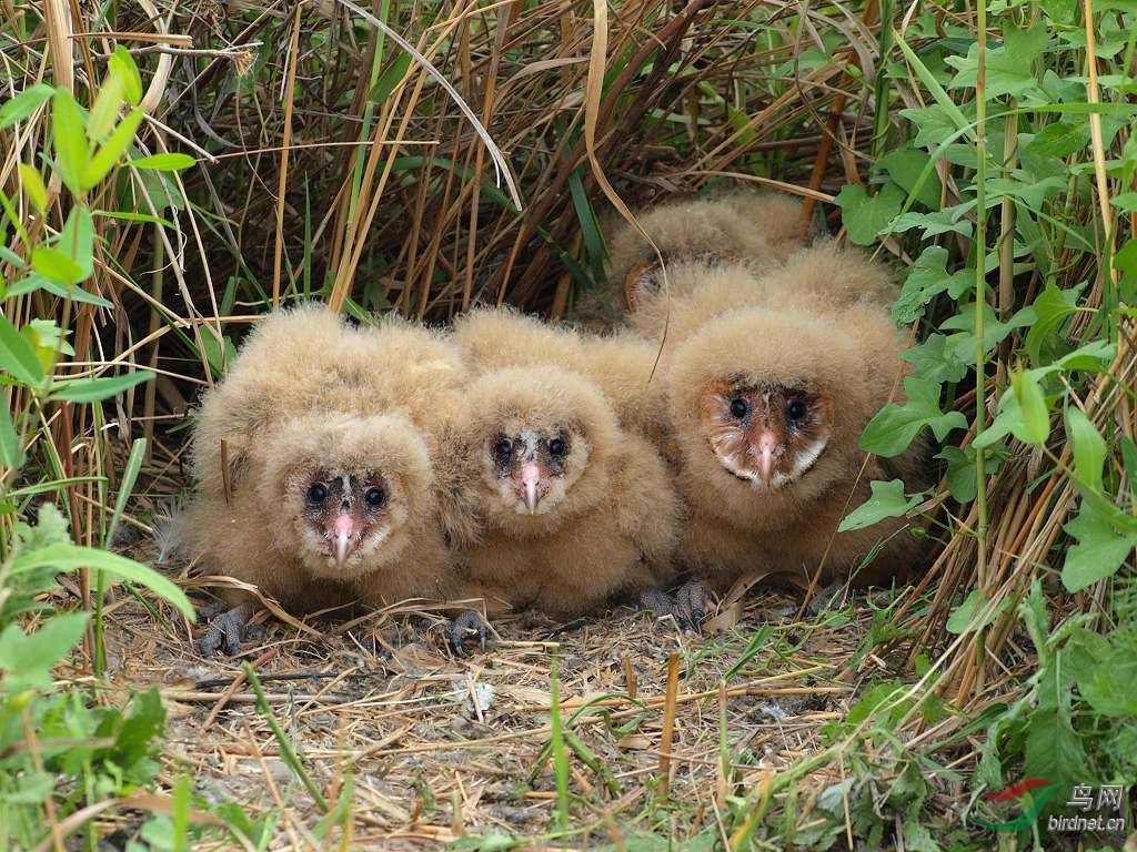一只长着猴脸的鸟,长着猴子脸的鸟儿
