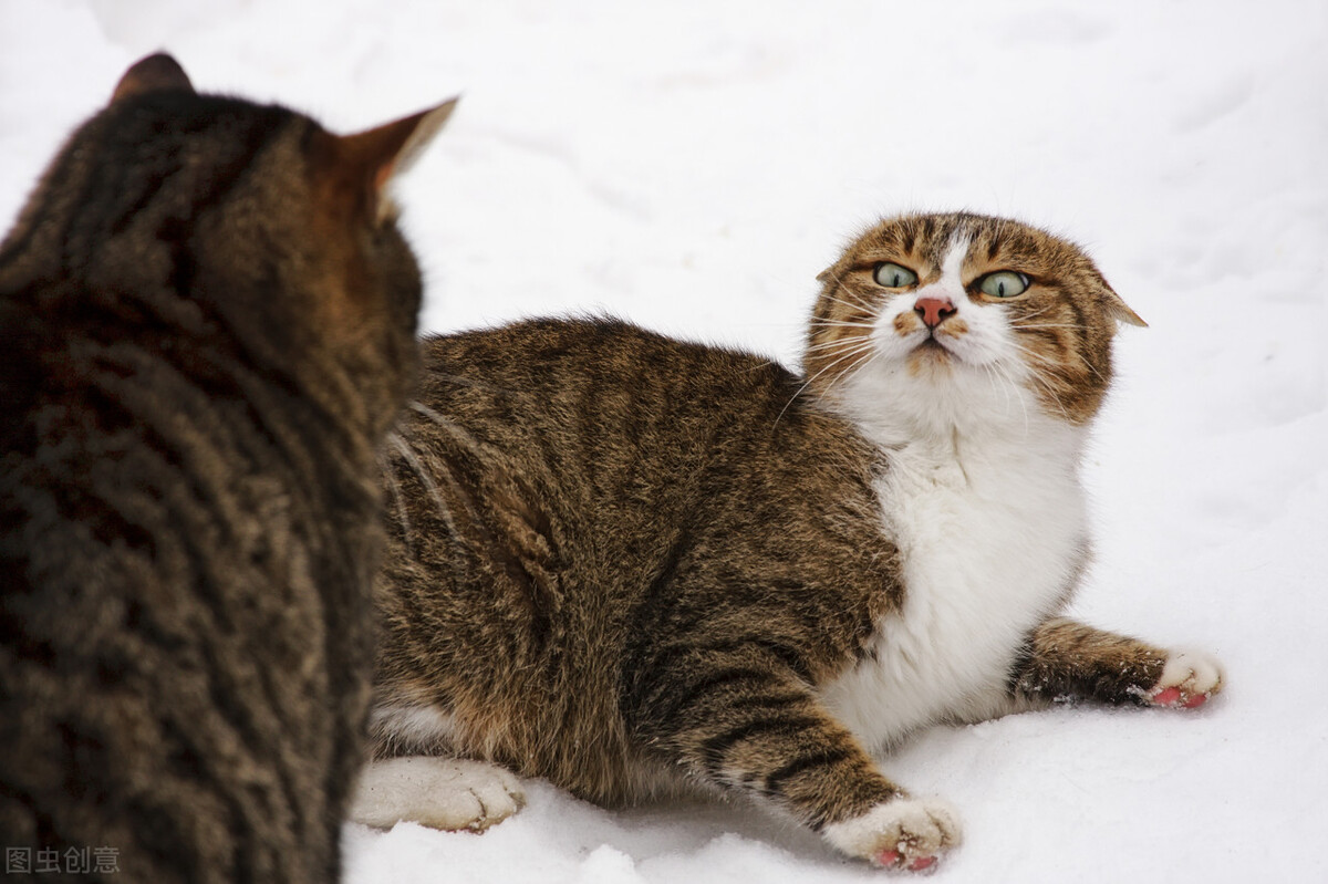 路上撞到猫狗怎么处理,开车撞到猫狗要不要报警