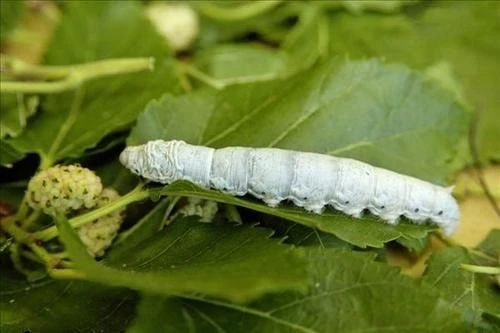 桑树全身都是宝具体有哪些作用,桑树身上的宝是什么