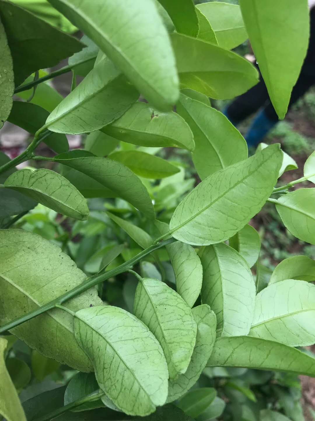 动物病毒感染怎么治疗,植物病毒病解决方案