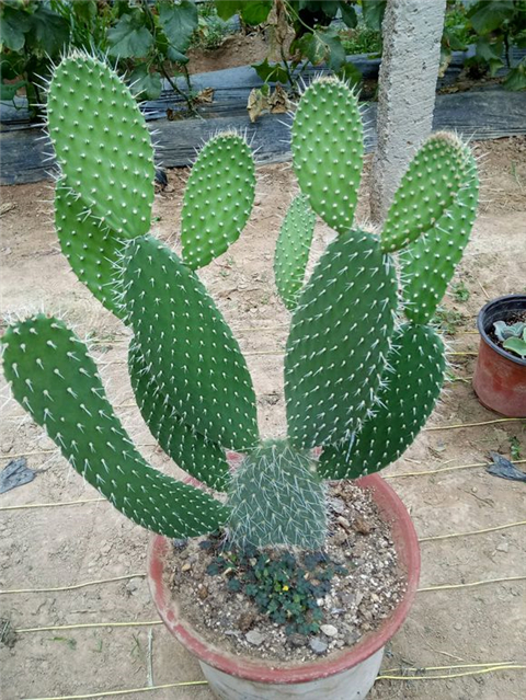 仙人掌怎么养才会爆盆,仙人掌如何长大不长侧芽还开花