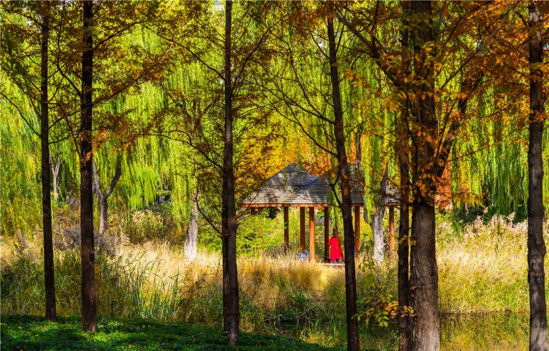 济南森林公园雪景,济南最美森林公园