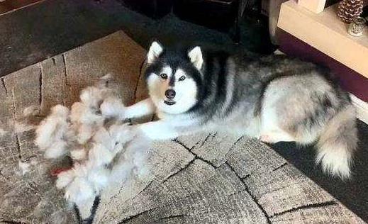 阿拉斯加还能这么养,阿拉斯加值不值得养