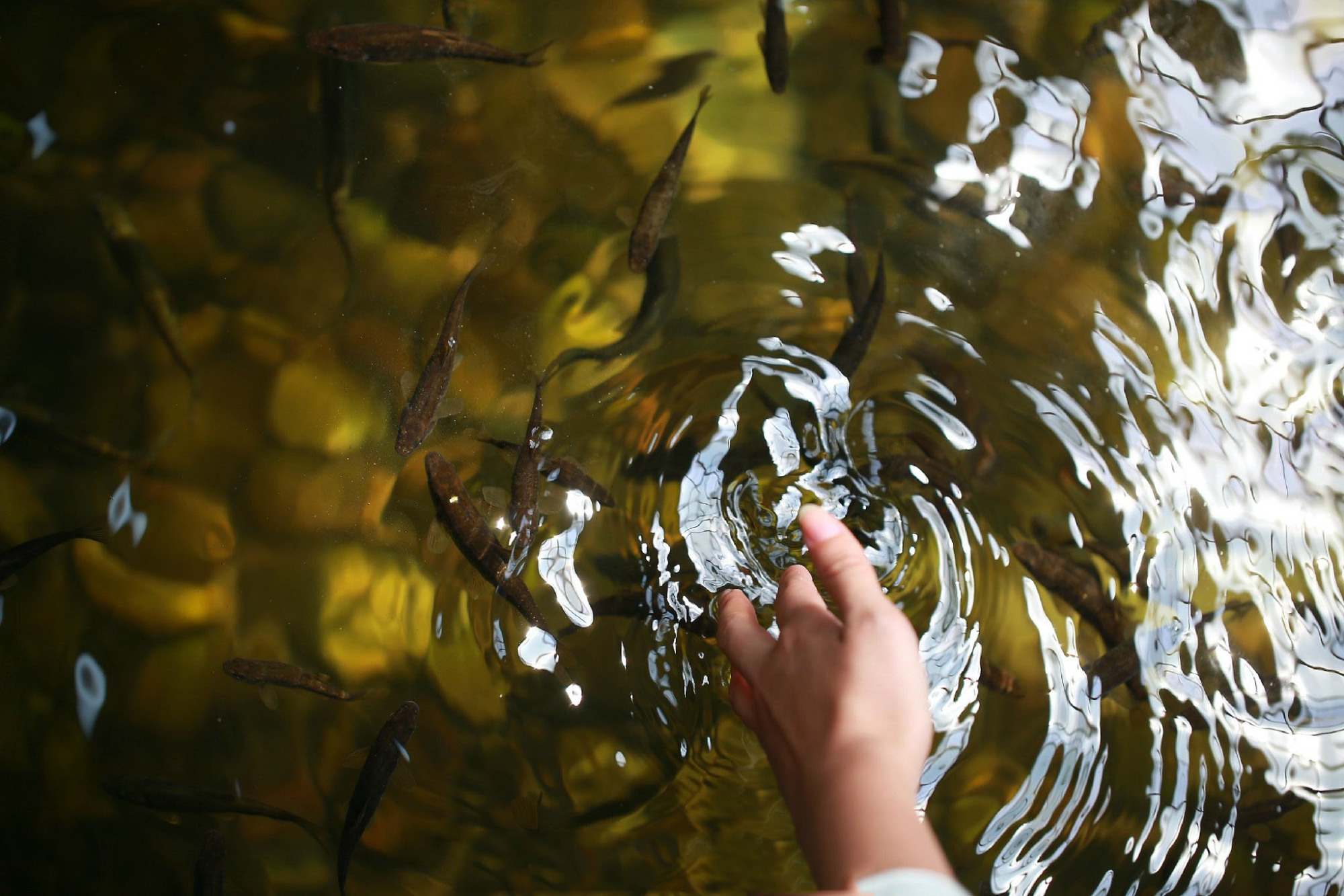 野生赤鳞鱼特征与分布,泰山赤鳞鱼在别的地方也有吗