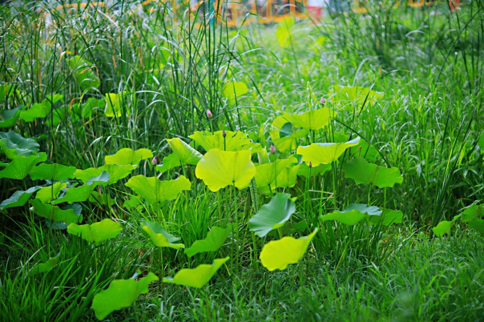普瑞巴林治疗带状疱疹后遗神经痛,带状疱疹后遗神经痛生不如死
