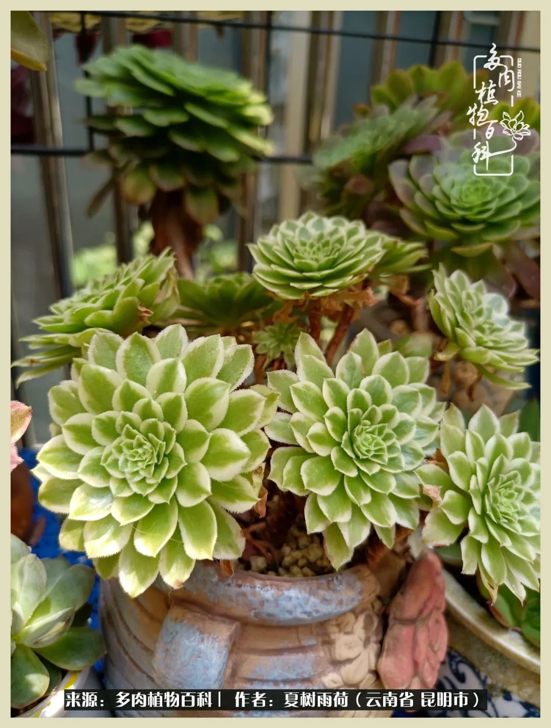 自从养了多肉有了窗台想要个阳台,养多肉10年多