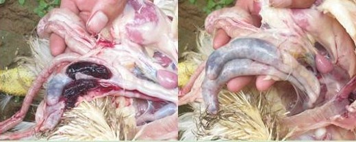 鸡球虫病的症状和治疗方法,治疗鸡球虫病怎么用药