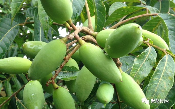 重庆江津石蟆青果,江津石蟆青果