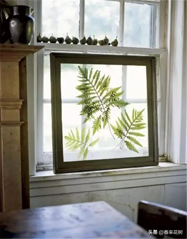 植物标本如何做简单又好看,植物能做什么手工