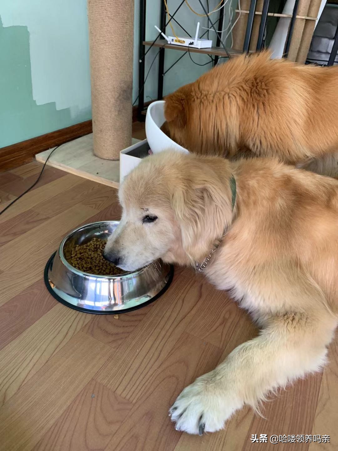 假期出门宠物怎么安置,假期宠物寄养哪里实惠