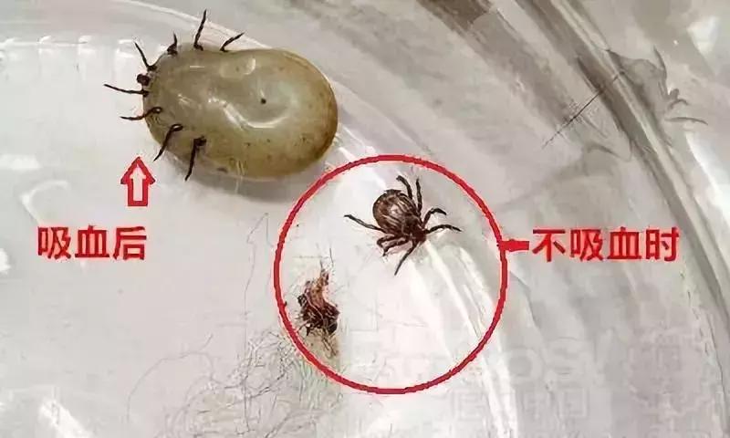 夏天最要小心这四种虫子,在外面遇到这种虫子千万别用手拍