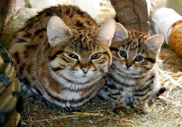 黑足猫夜晚捕食视频,沙漠黑足猫