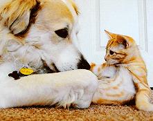 gucci和supreme联名马丁靴,guccisupreme鞋子