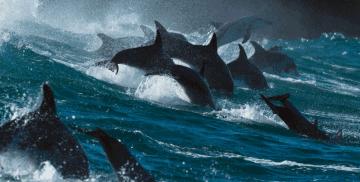 BBC最棒8部纪录片，强烈推荐孩子暑假看