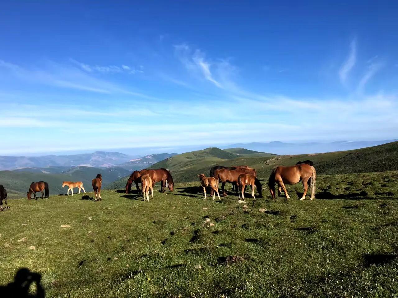 中国佛教四大名山之首五台山,五台山八大佛教名山