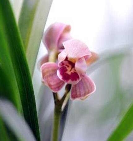 状元红怎么养才能多开花,建兰状元红荷