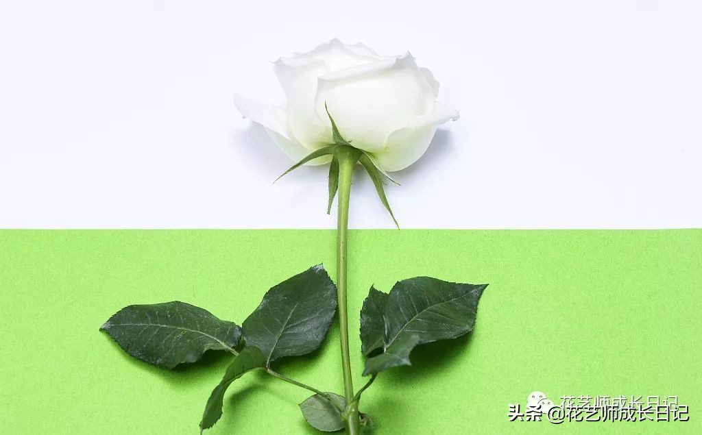 玫瑰花从1到99朵的花语是什么,1到19朵玫瑰花语是什么