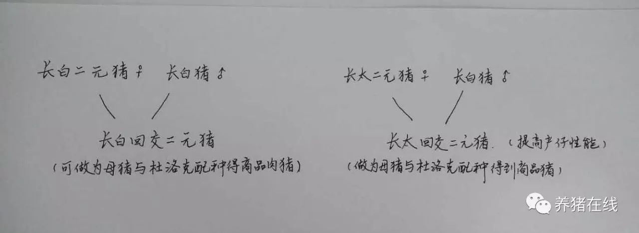 牧原股份盈利模式及风险分析 (牧原股份投资价值分配)