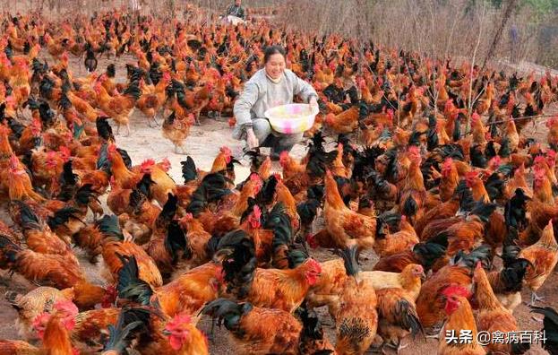 鸡群呼吸道综合症治疗方案大全，收藏自己当兽医，再也不怕养鸡了