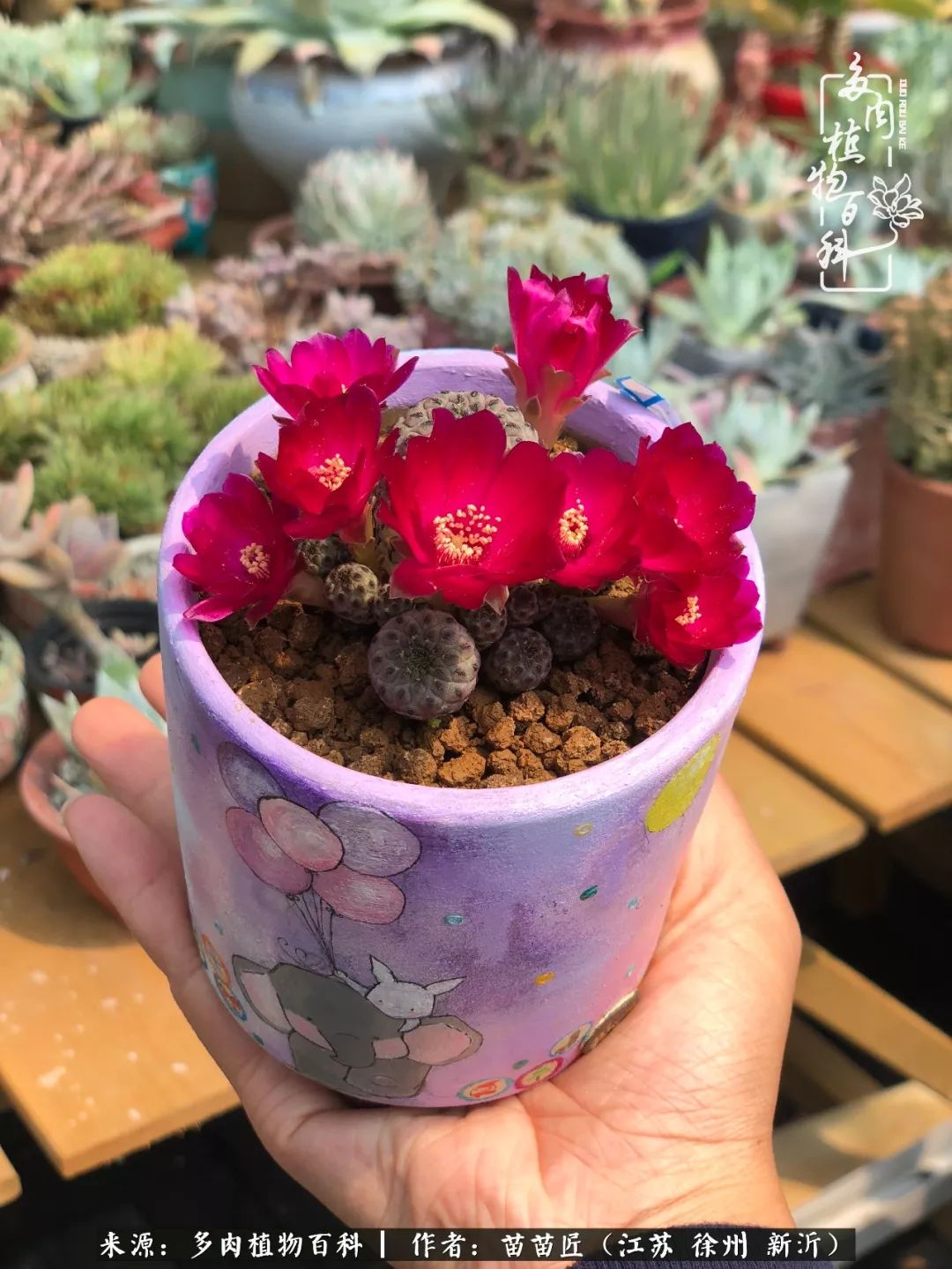 多肉之江湖：众肉友们，修仙渡劫几何了？