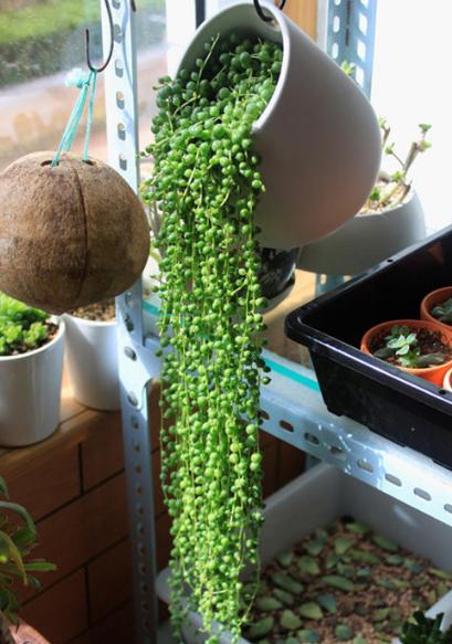 佛珠吊兰怎么养能爆盆,佛珠吊兰怎么养才能更旺盛