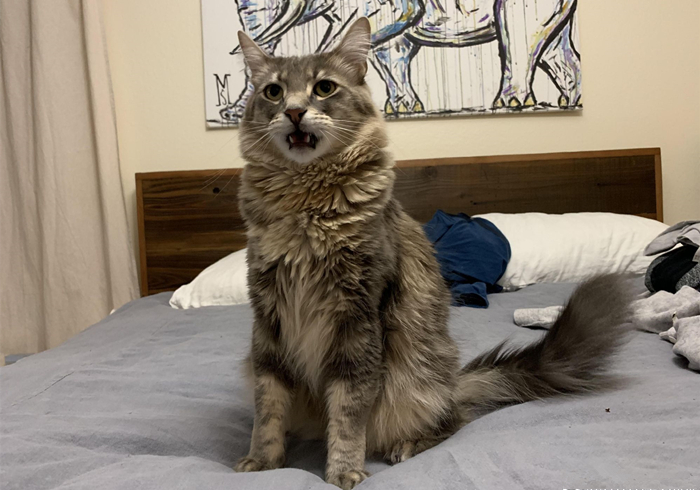 猫咪能闻到主人身上独特的味道吗,猫咪能闻到主人嘴巴里的味道吗