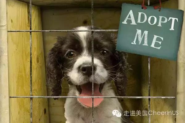 美国家庭都养什么犬,美国人喜欢养什么猛犬