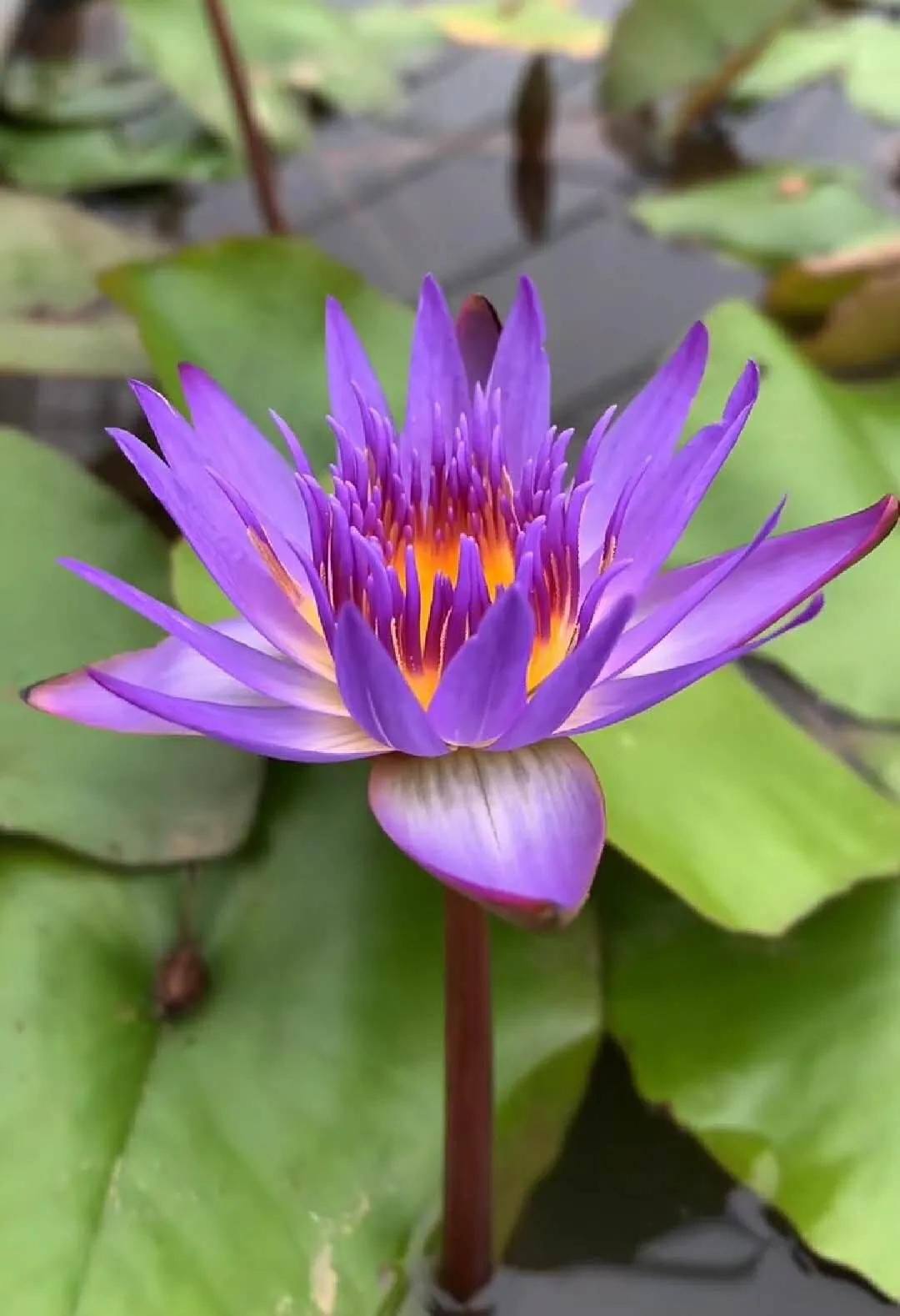 睡莲的生长过程知识大全,睡莲科普