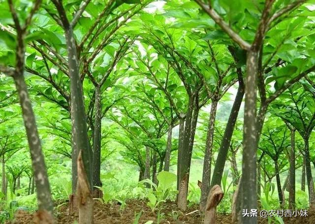 种植魔芋石灰粉可以撒在魔芋上吗,魔芋种植北方能种植吗