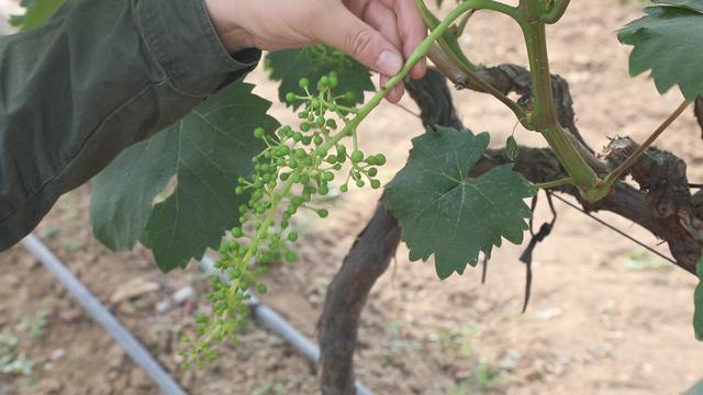 红提的坏处,红提常见病图片