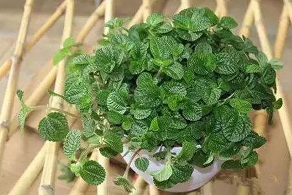 能吸甲醛的植物花卉,吸甲醛的十大植物有哪些