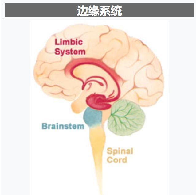 遇见恶霸你怎么办,遇见大鹅你应该怎么逃