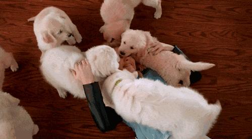 狗子喜欢半夜舔主人是什么意思,狗子为啥喜欢舔人