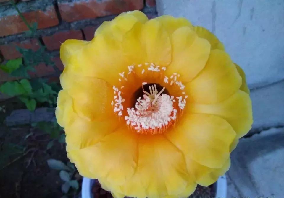 100种仙人球花图片,100种仙人球的品种视频