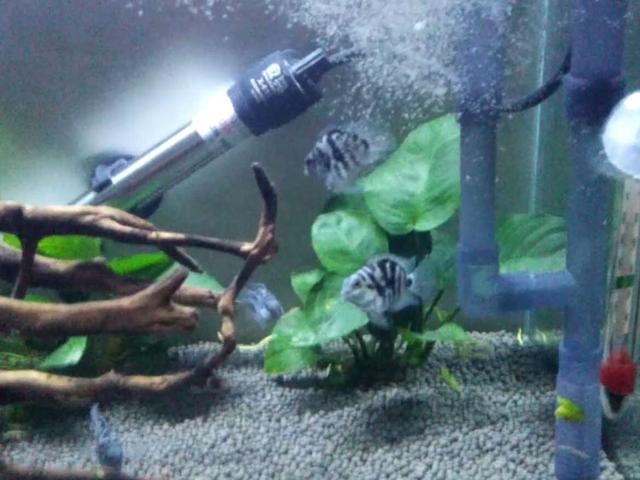 观赏鱼得了白点病应该怎么处理,观赏鱼白点病初期应该治疗吗