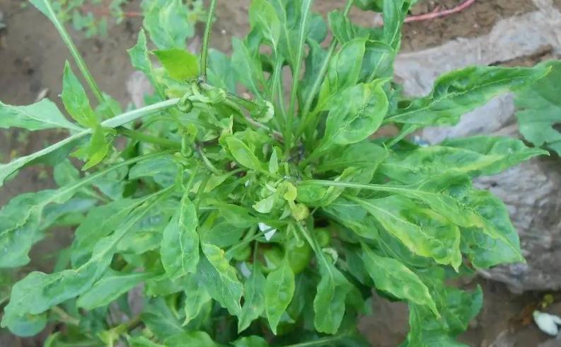 辣椒苗期落叶是什么病害怎么防治,辣椒常见病害识别和防治方法